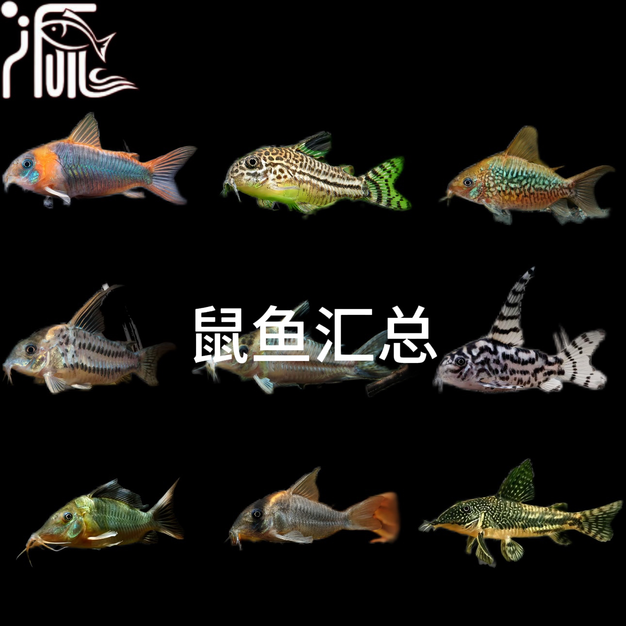 【尚东水族】鼠鱼合集