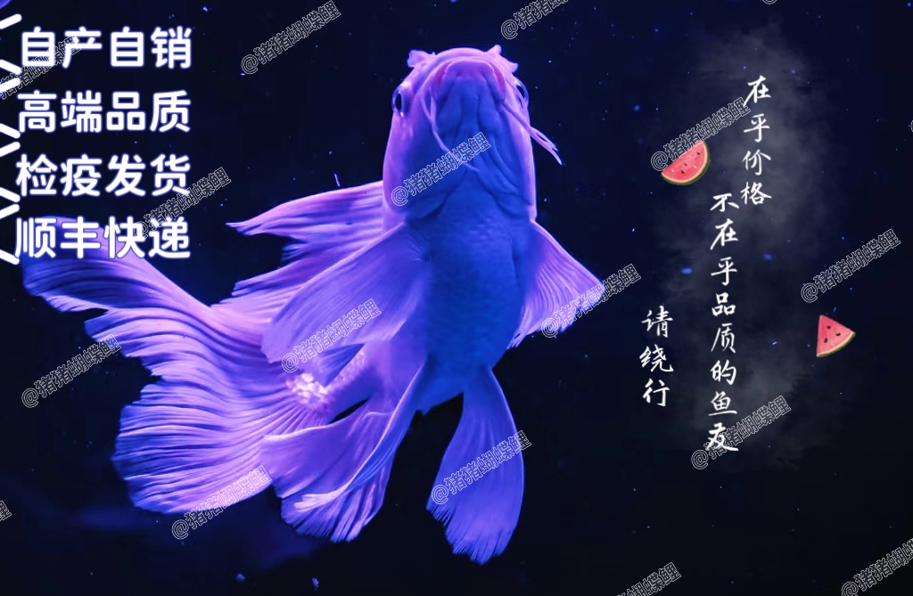  【猪猪蝴蝶鲤】15-18公分白球/白短赛级精品狮子头石膏白渔场直发