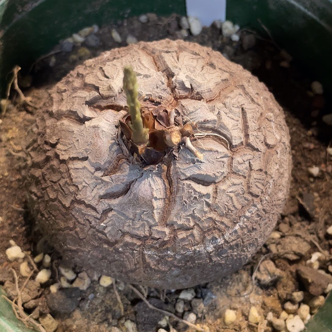 275龟甲龙不退不换