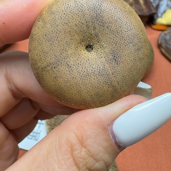 大叶紫檀（黑酸枝木类）