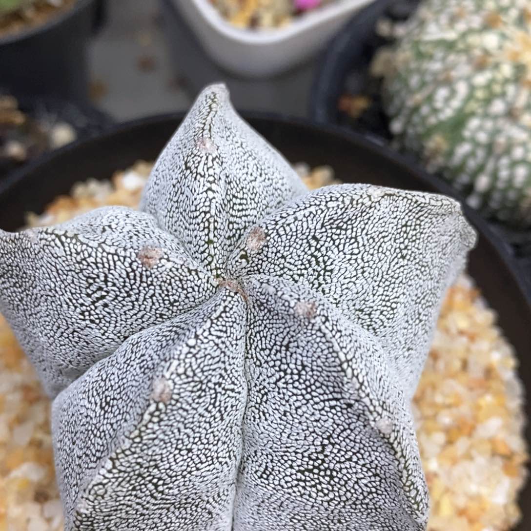 风**起仙人球的世界里有