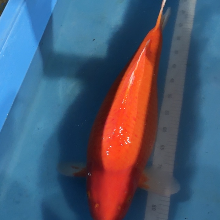 海水鱼介子专拍链接