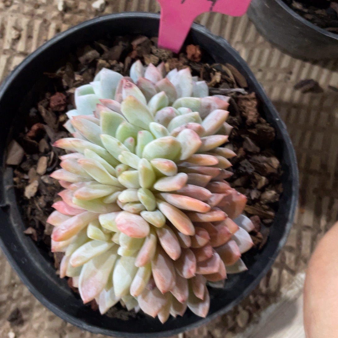 174号星影缀化多头