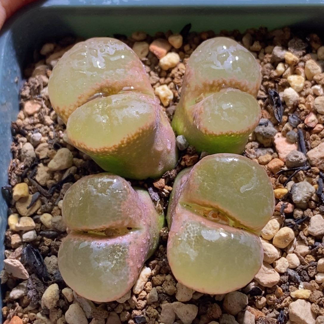 群生四头健康好看好看