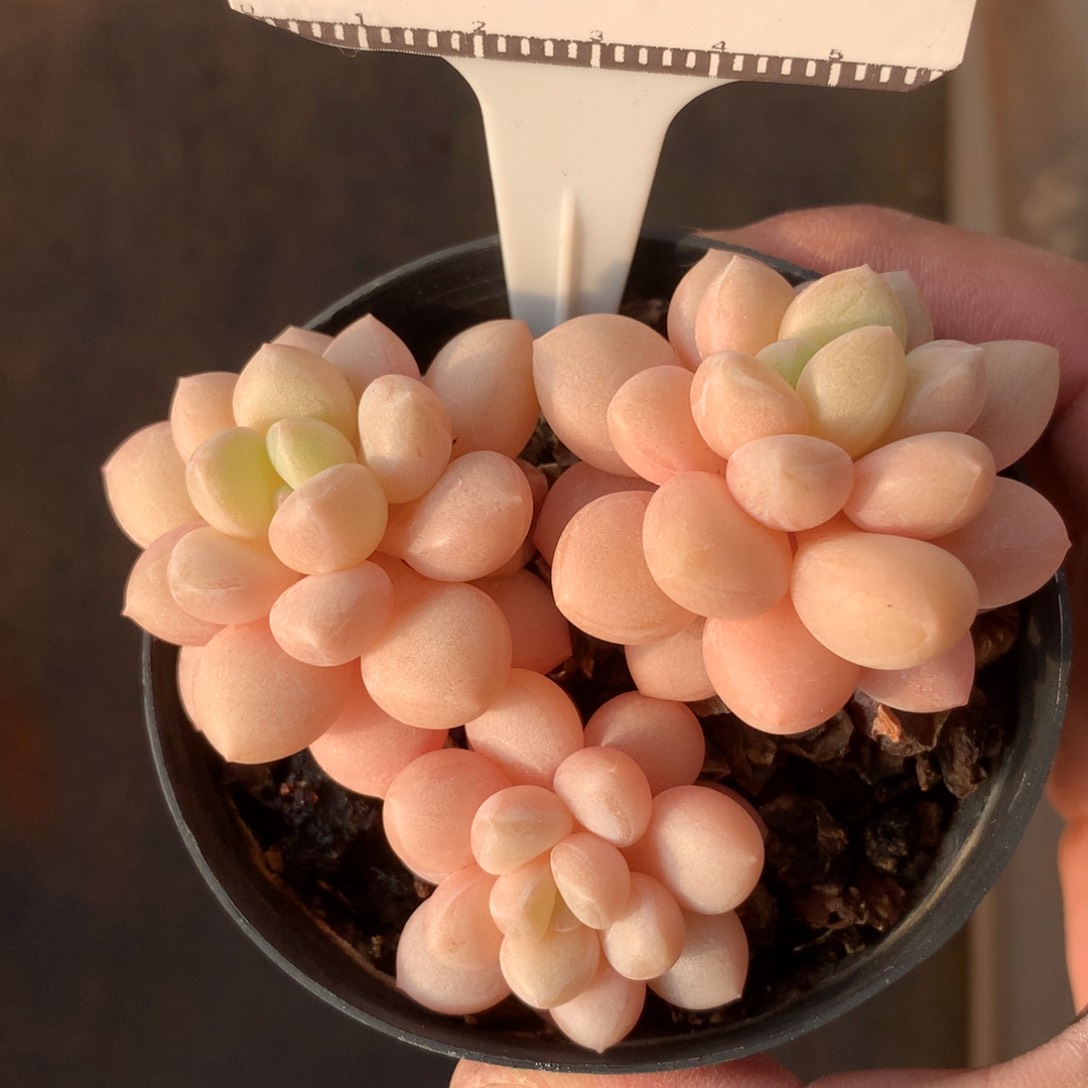 泡泡糖老桩58包邮