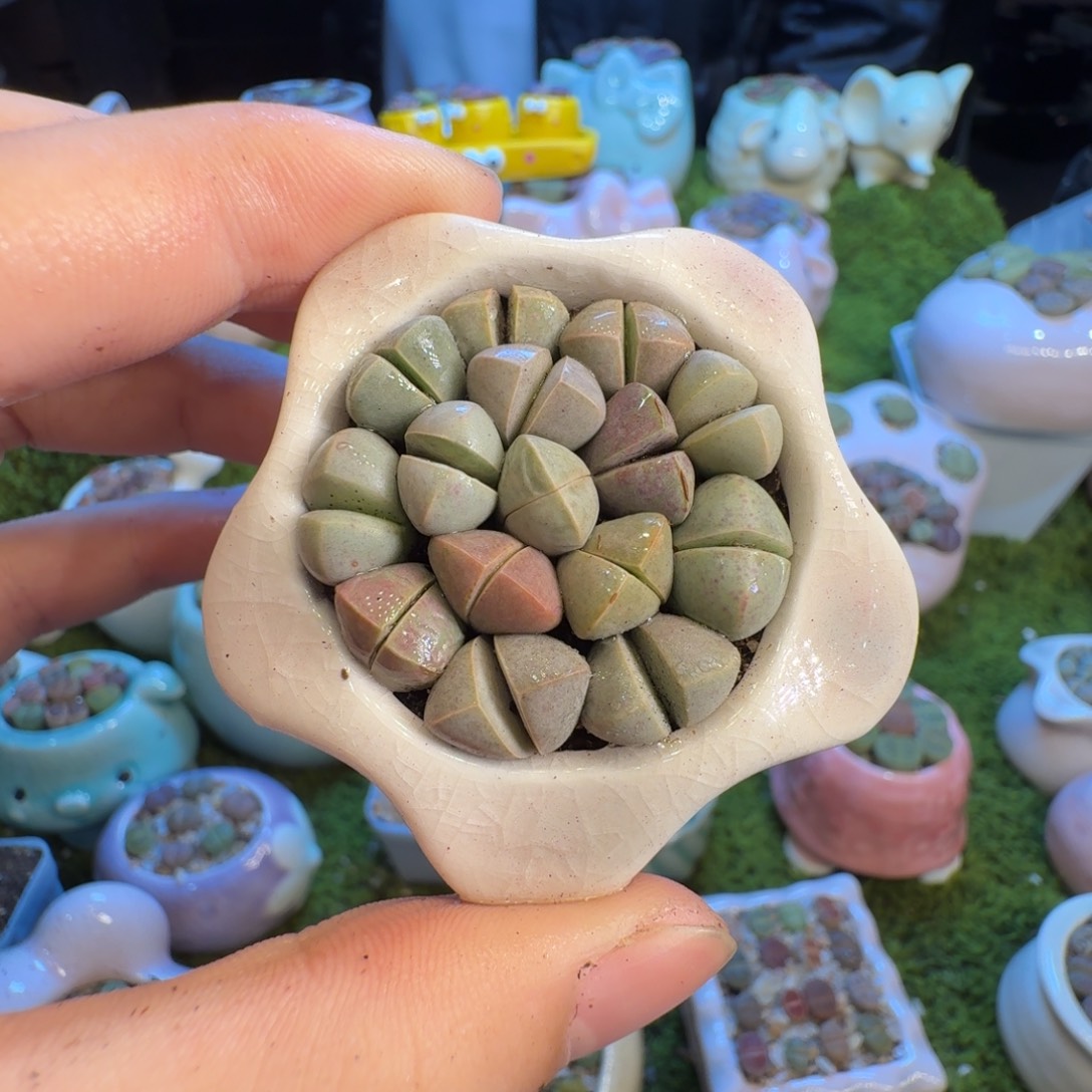 别****多肉葡萄的季节1353