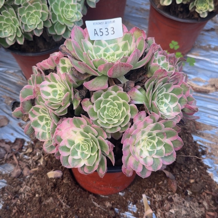533海王 多肉植物