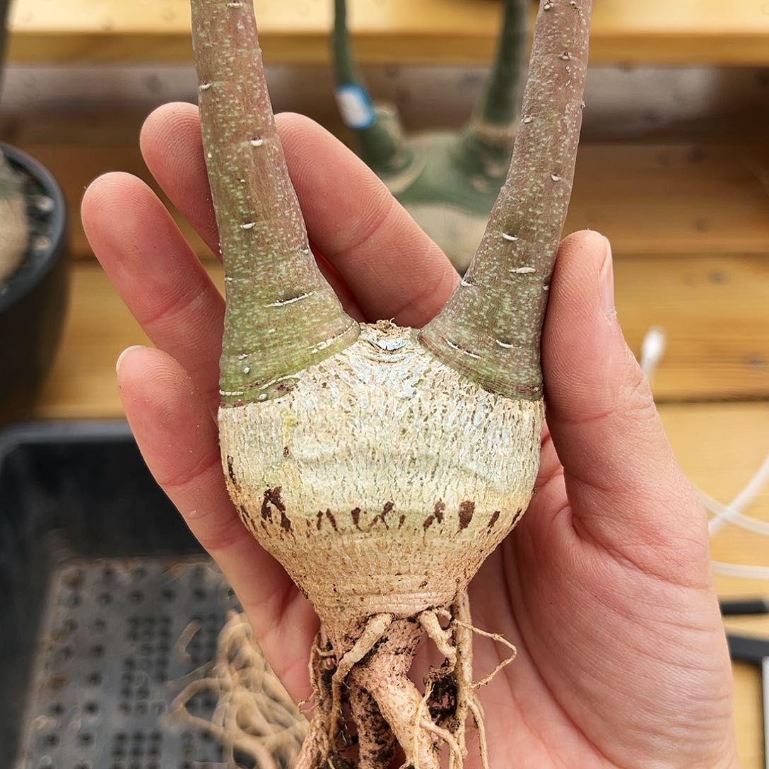 潮流植物优选幻蝶蔓，