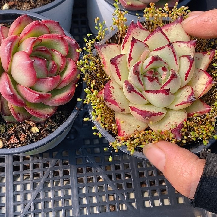 95 多肉植物盆栽花卉植物