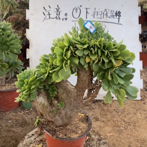 绿杨蓉缀一物一拍