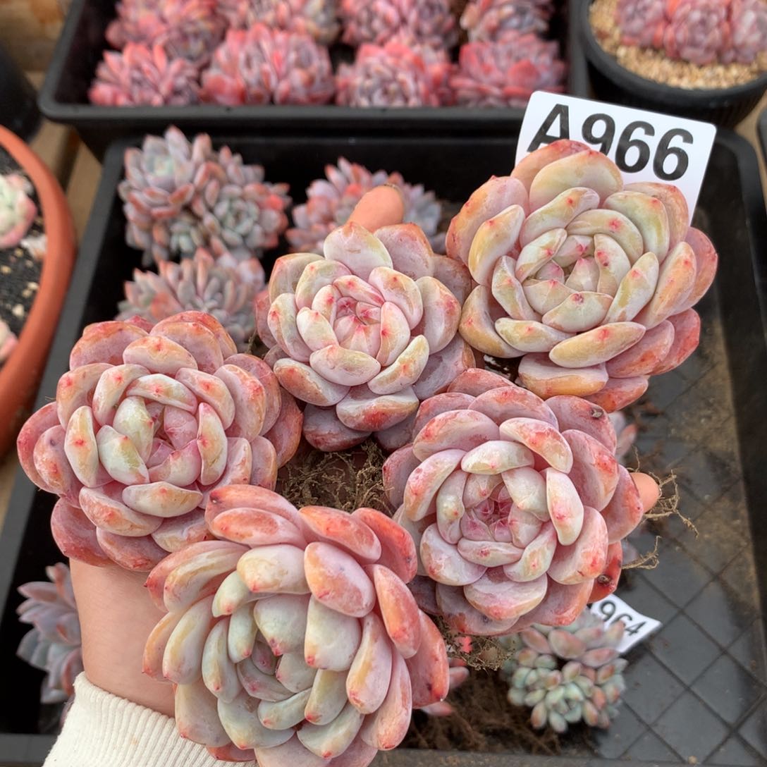 A966 清仓老桩橙梦露 粗腿老桩