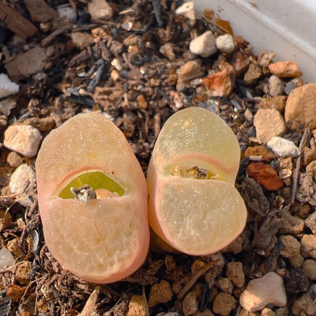 N****?99多肉植物百科知识