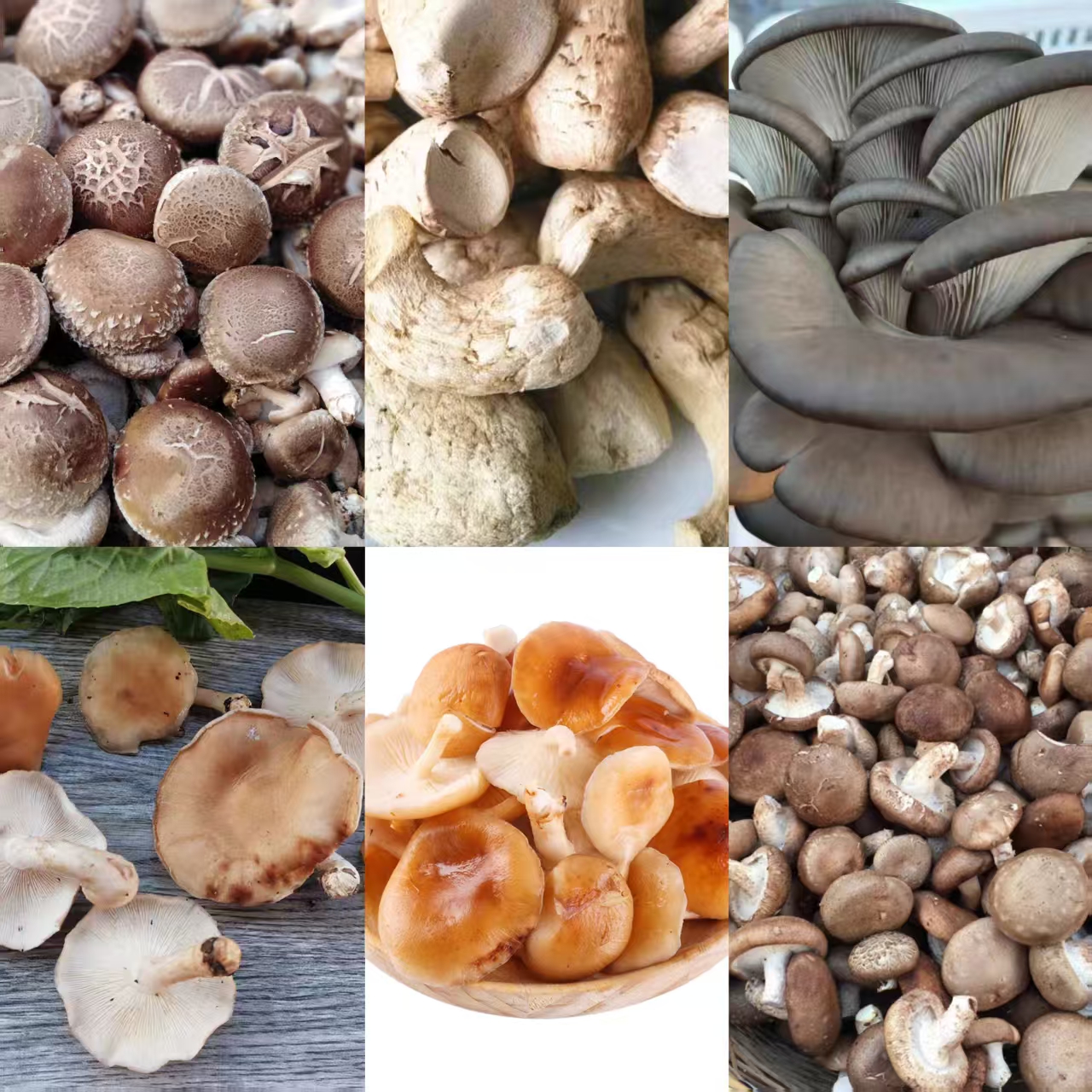 2【K-老-树-皮】净含量250g-1000g【阿徐现收】