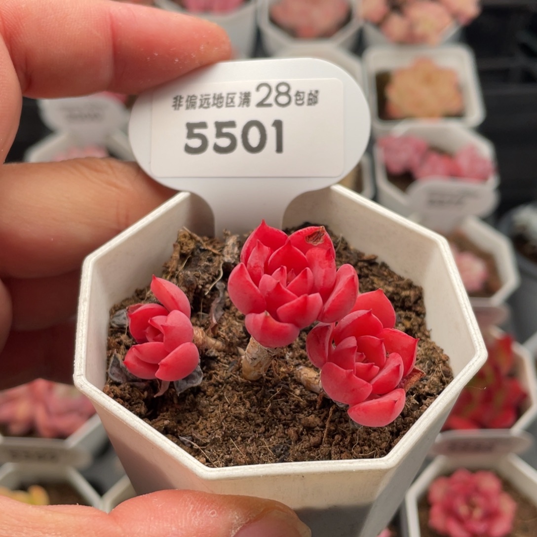 高贵有伤5501-5厘米