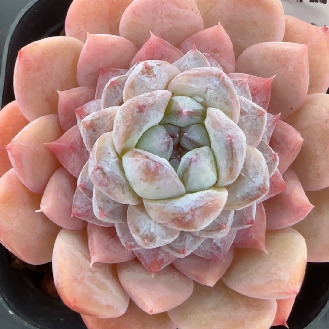 花语逸镜0203-742