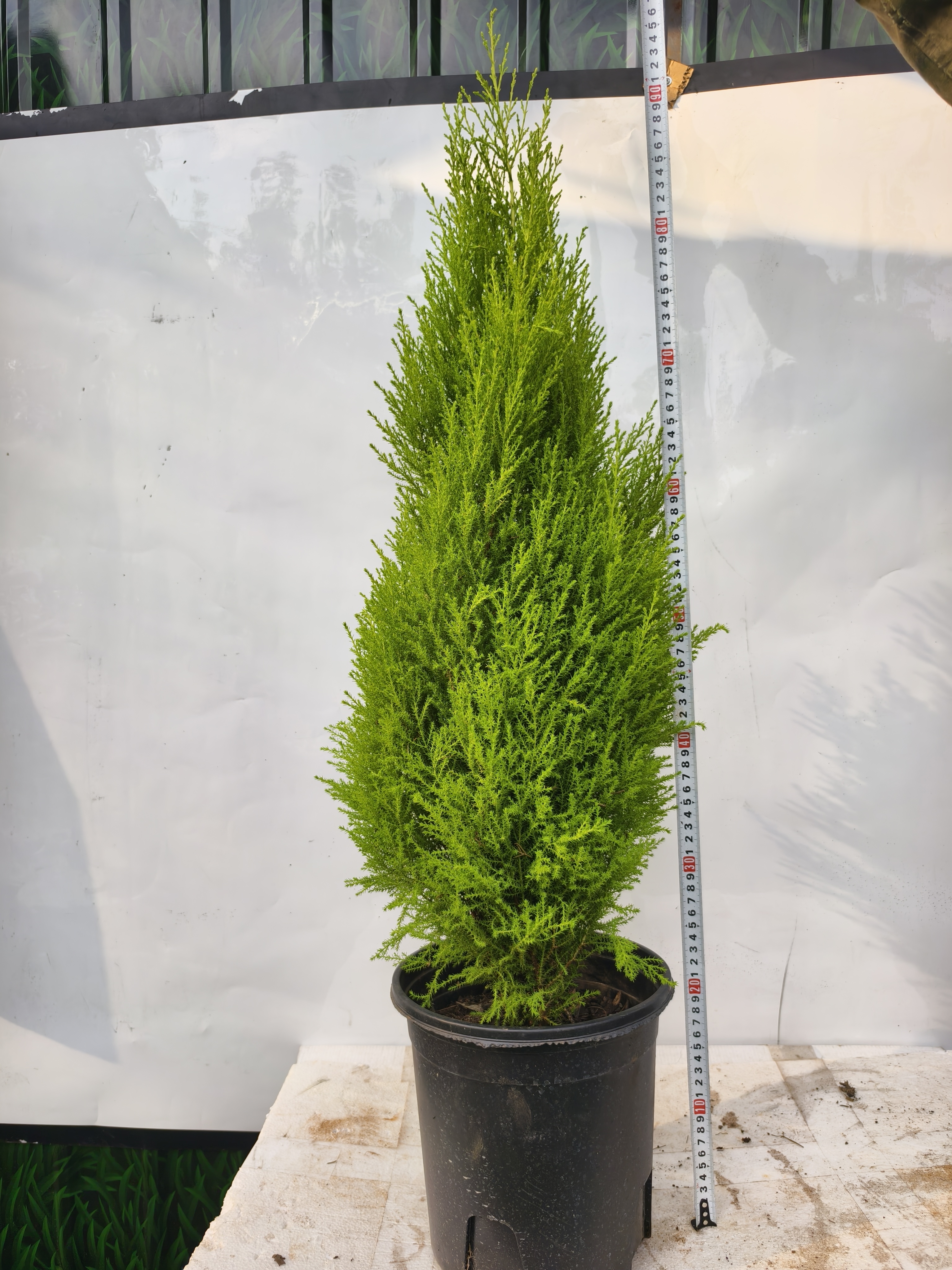 小香松侧柏树圣诞树棒棒糖宝塔型露天庭院种植绿植柏树松柏