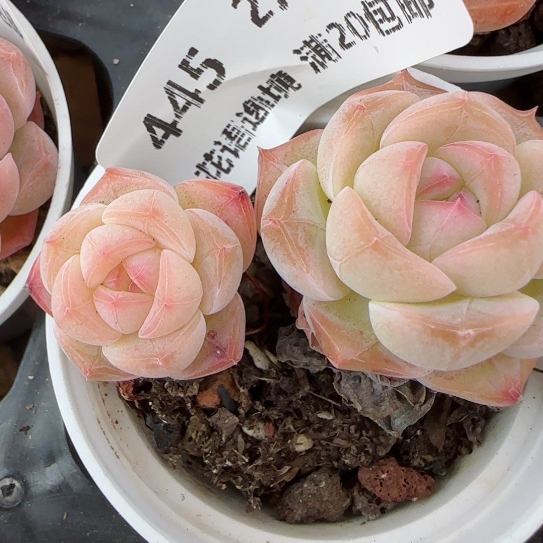 花语逸镜0205-445