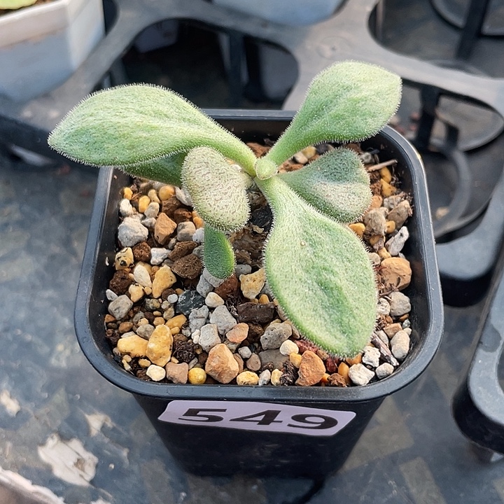 大***包549产地薛辉圣塔奇峰锦