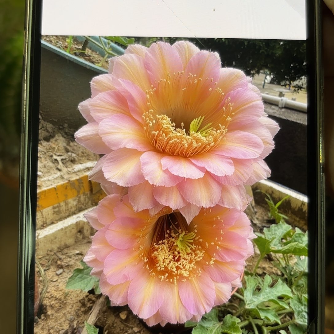彩草48号5公分左右