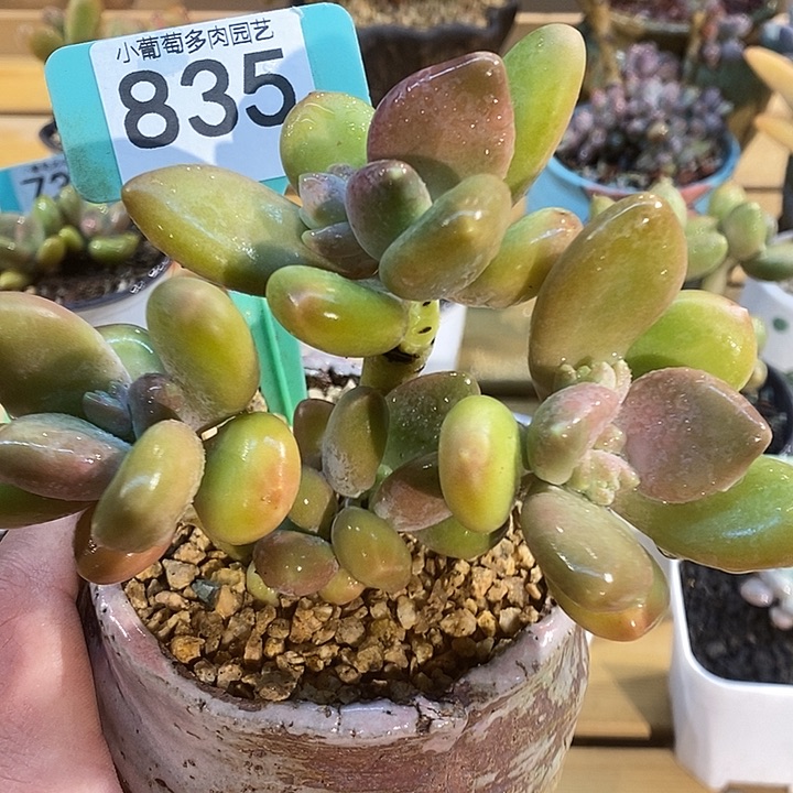 芒果835号的啊啊啊啊多肉啊啊啊啊