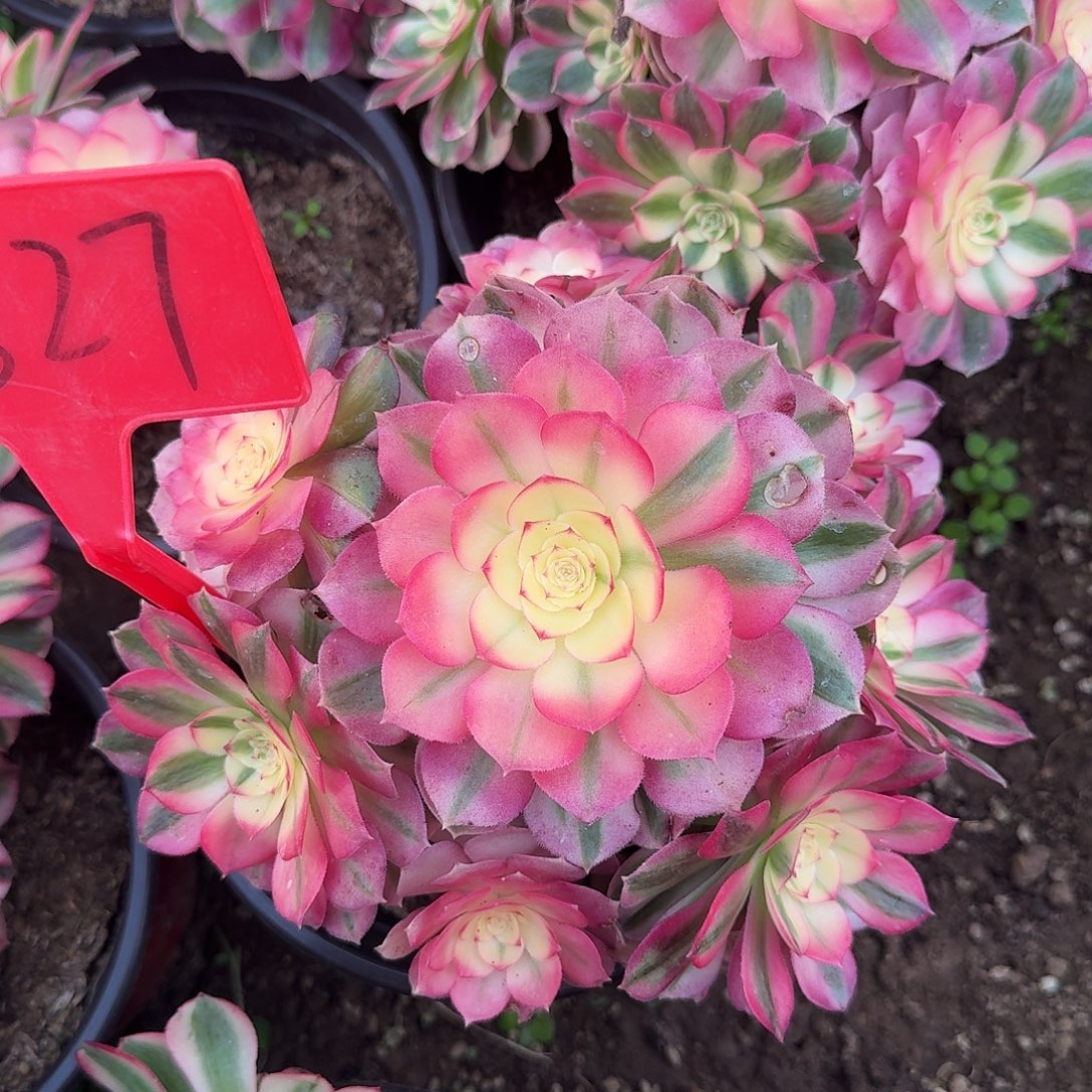 4527倾城多肉法师