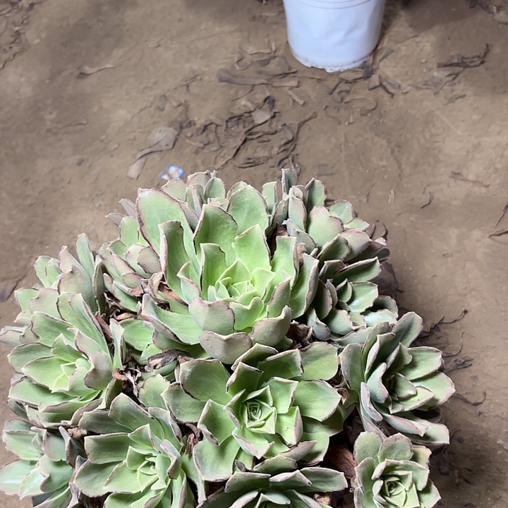 多肉植物玉龙观音锦20