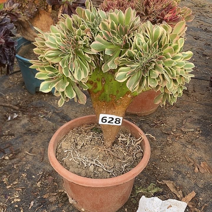 628女神缀化老板子法师