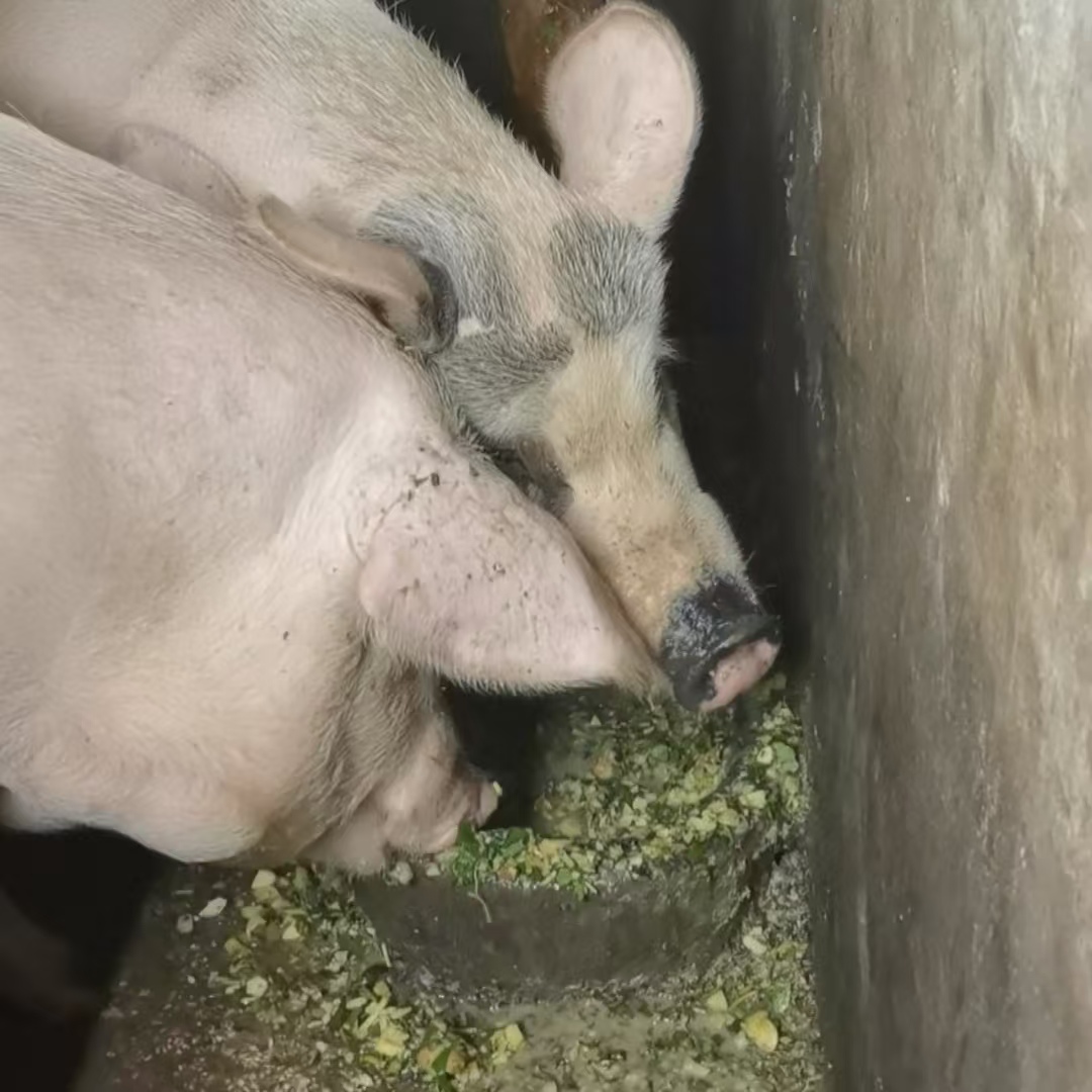 （2号公共链接）恩施熟食猪一物一拍 冷链包邮 