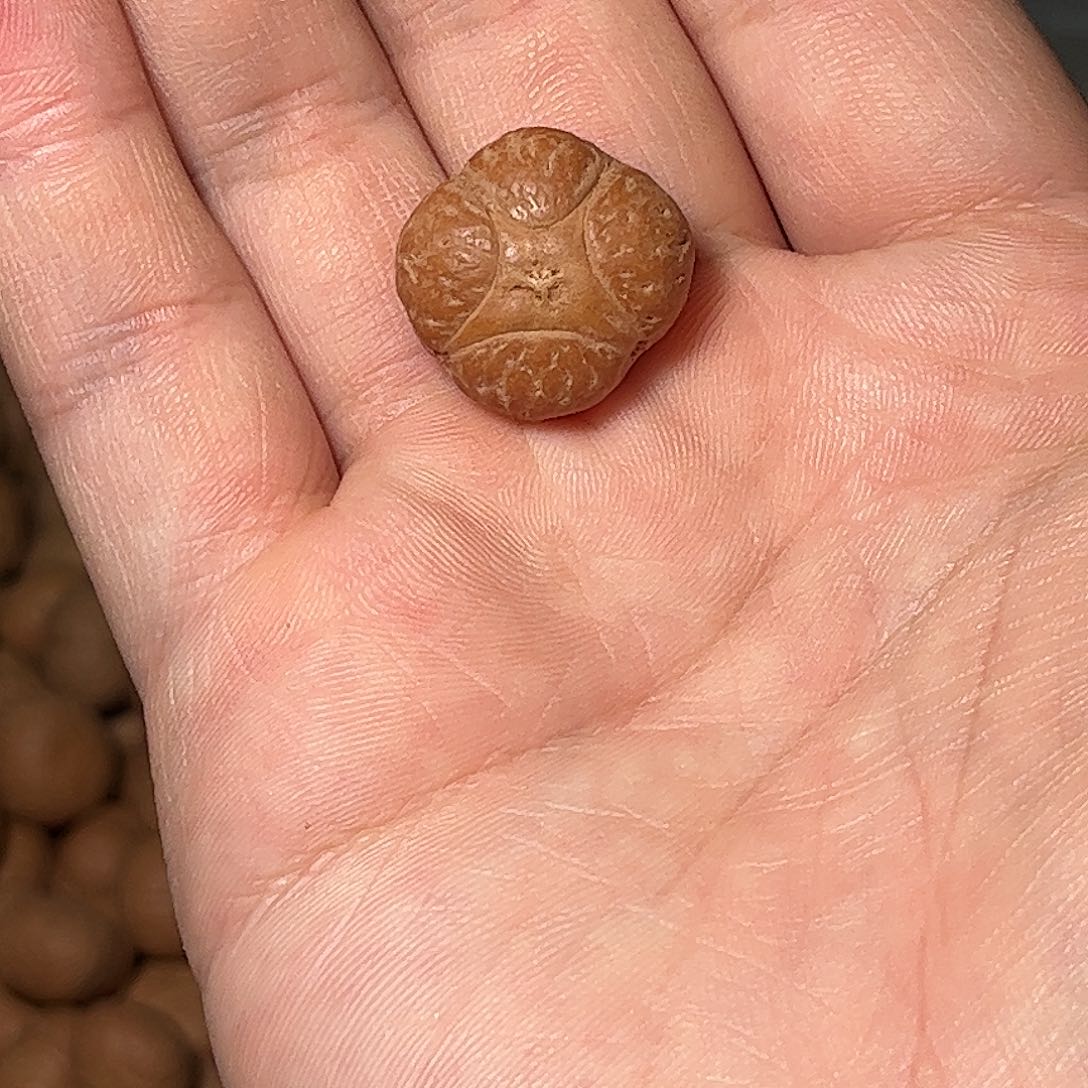 桃核吊坠20.2mm麒麟眼，开孔不退，偏远不包