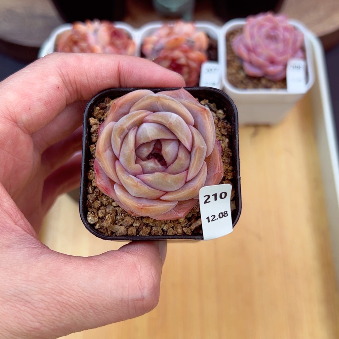 好好看210、哈哈哈哈