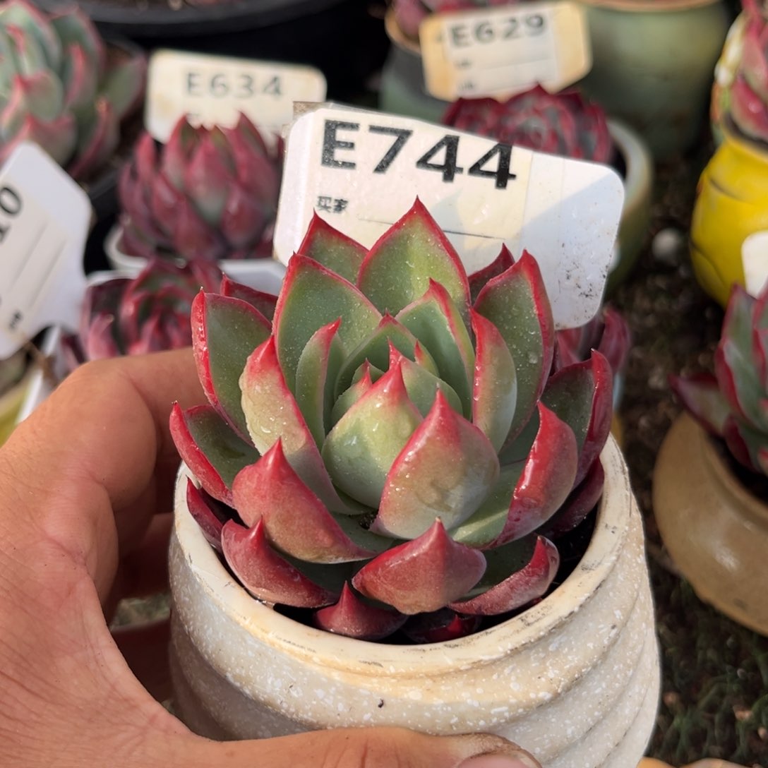 惊鸿一瞥744号多肉