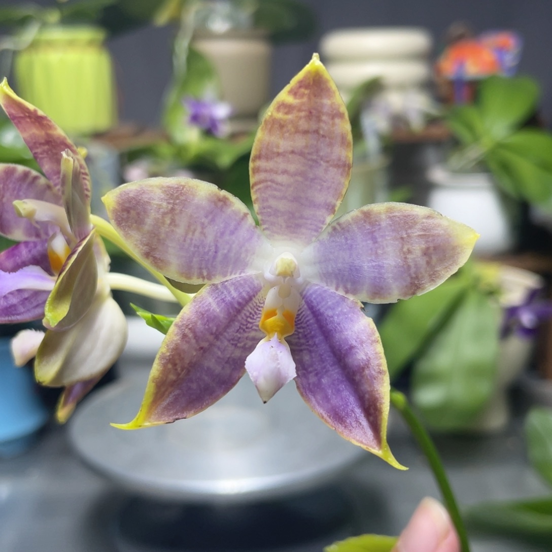 完全开放白虎交蓝豹