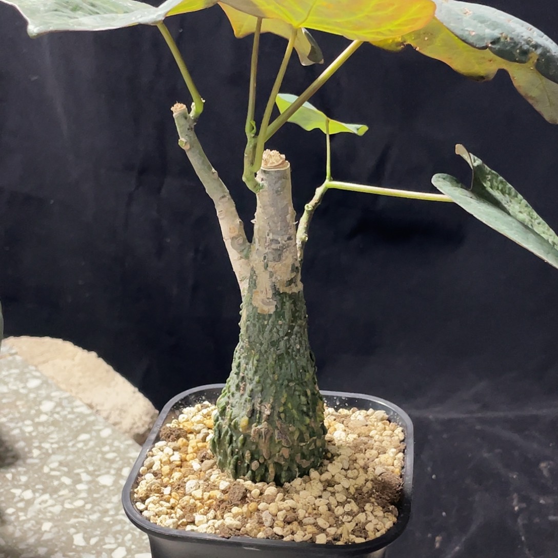 红叶西番莲66666666666