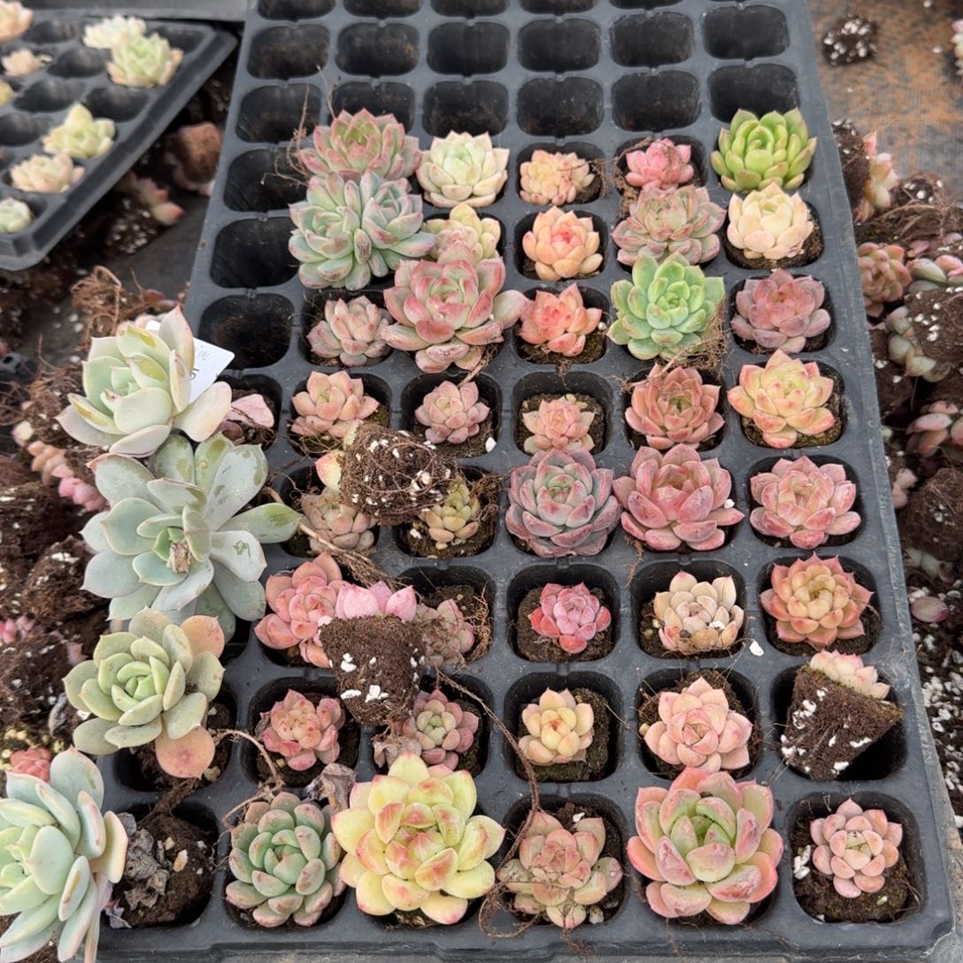 15多肉杂交四十颗加十棵白凤露娜