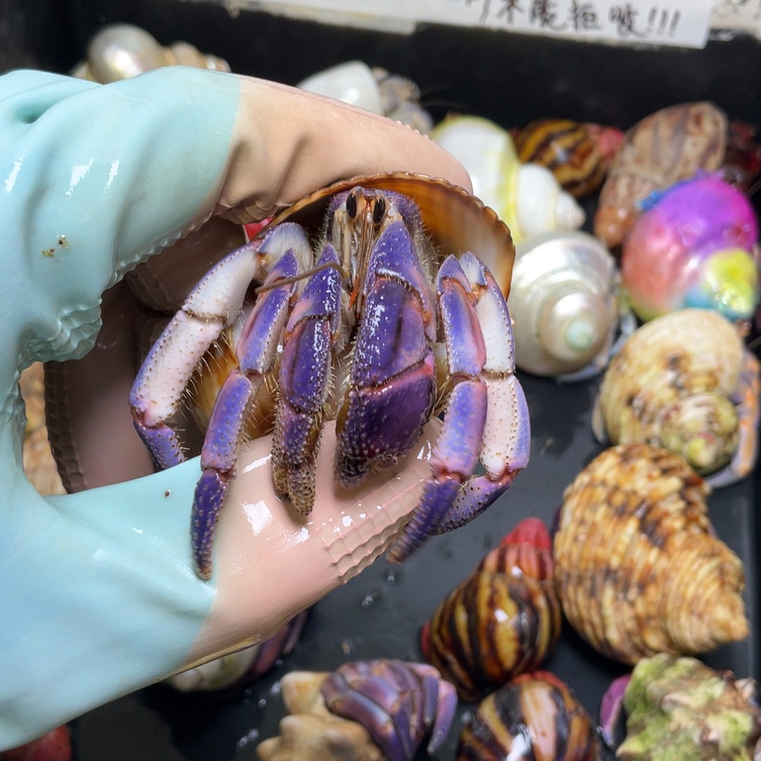 8号，3.0口紫陆寄居蟹