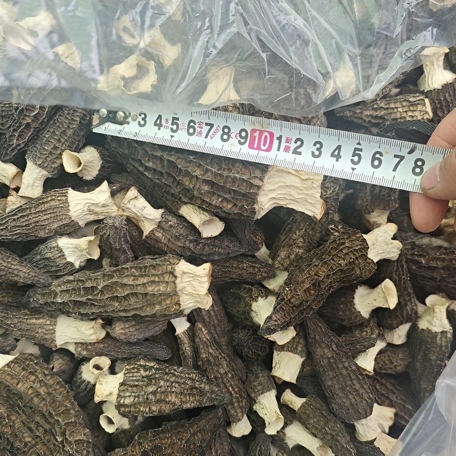 【特大精品】羊肚菌当季现采肉厚饱满天然无硫品质保证滋补菌菇美食