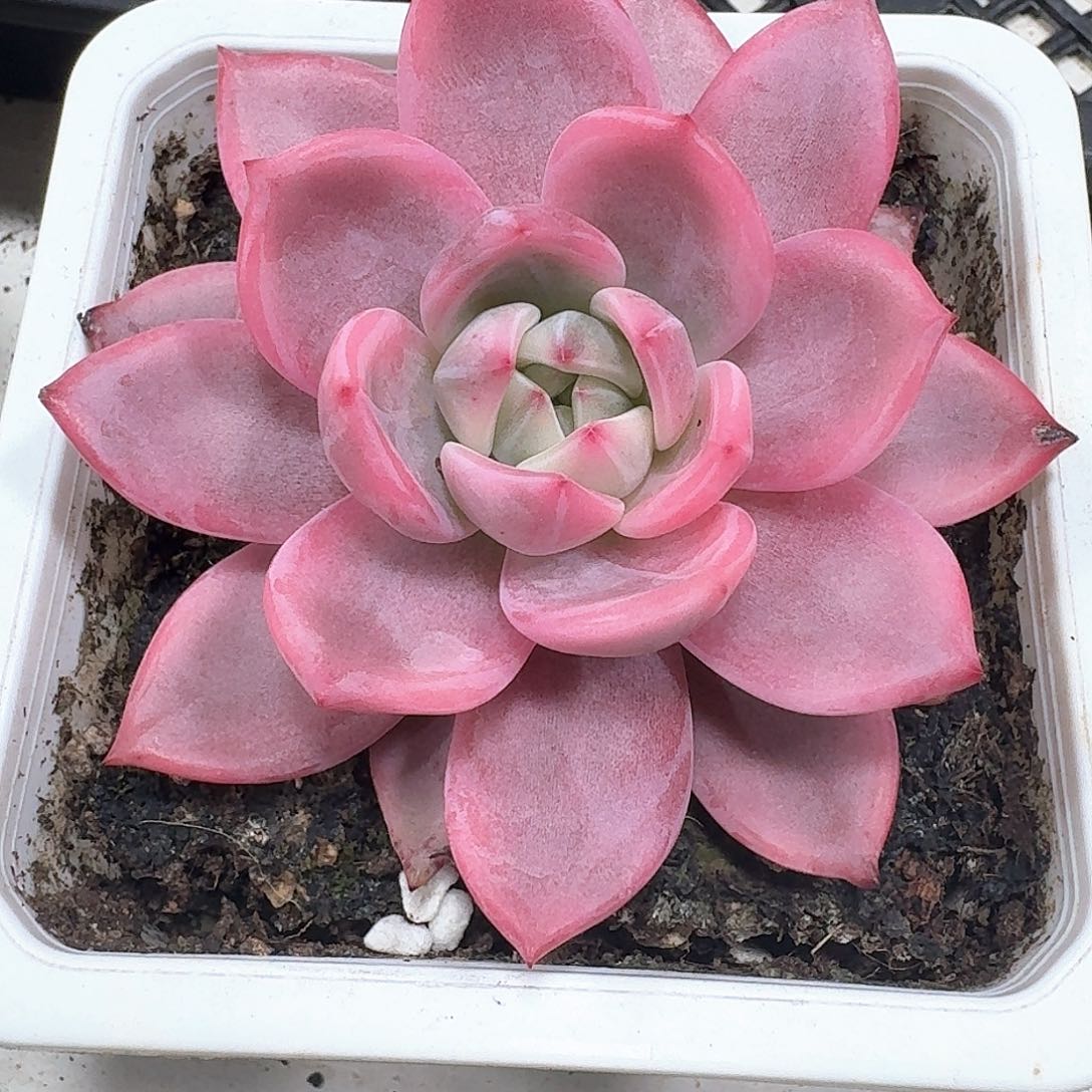 酒红香槟锦多肉植物