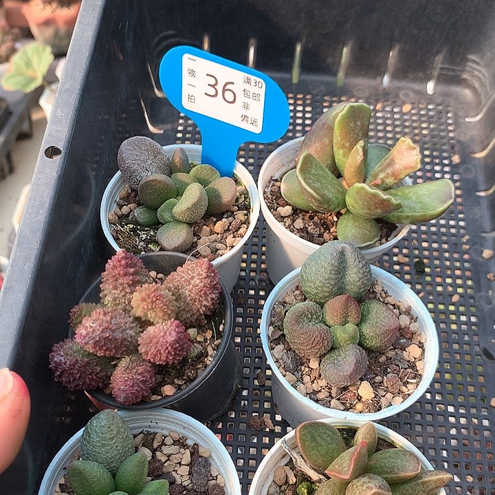 套餐六颗六个品种 36。 