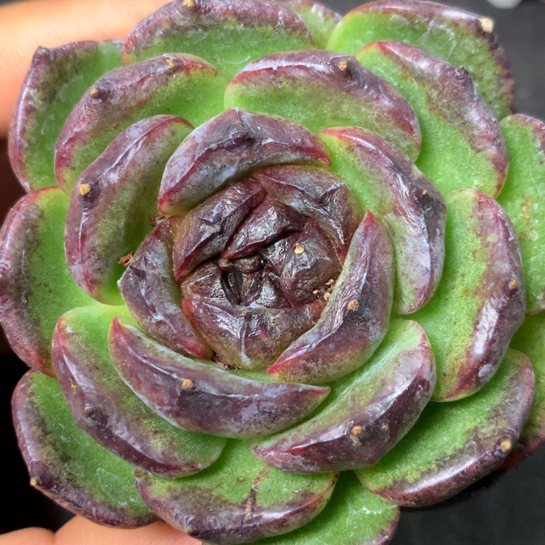 25 精品多肉一物一拍