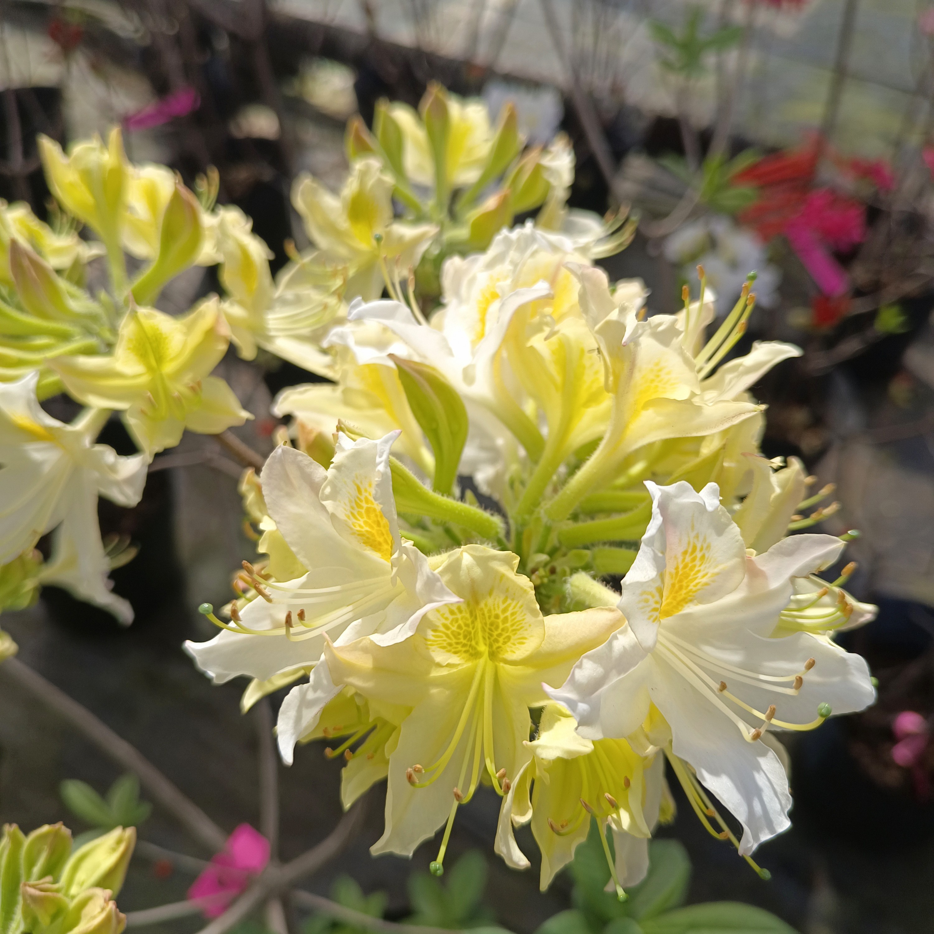 落叶杜鹃花耐热好养适合阳台庭院种植，品月，唐吉，千彩