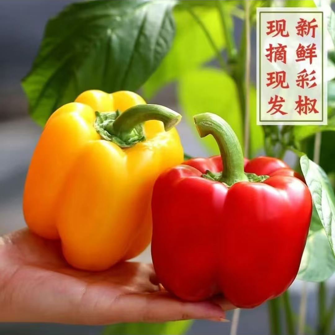 自种应季红黄甜椒双拼新鲜水果健康蔬菜山东彩椒现摘现发