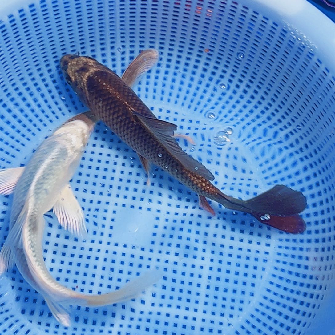 锦鲤锦鲤观赏鱼2111