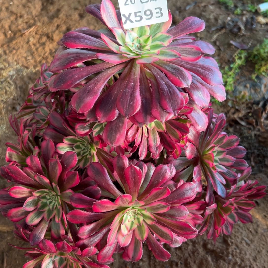 593红铜白，满20包邮