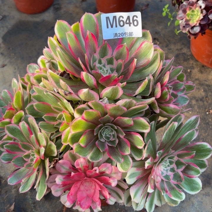 瑞妈多肉植物，646孔雀翎