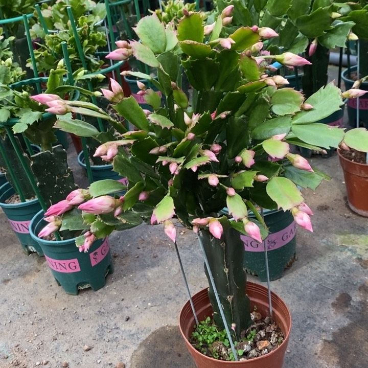 当前无花栽培后可以开花马**钱907嫁接068