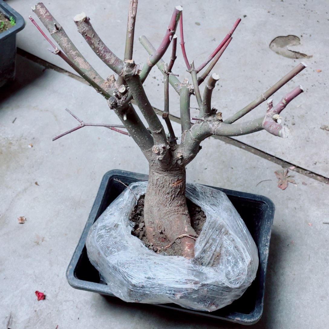 赶***来无花朵出星星老桩