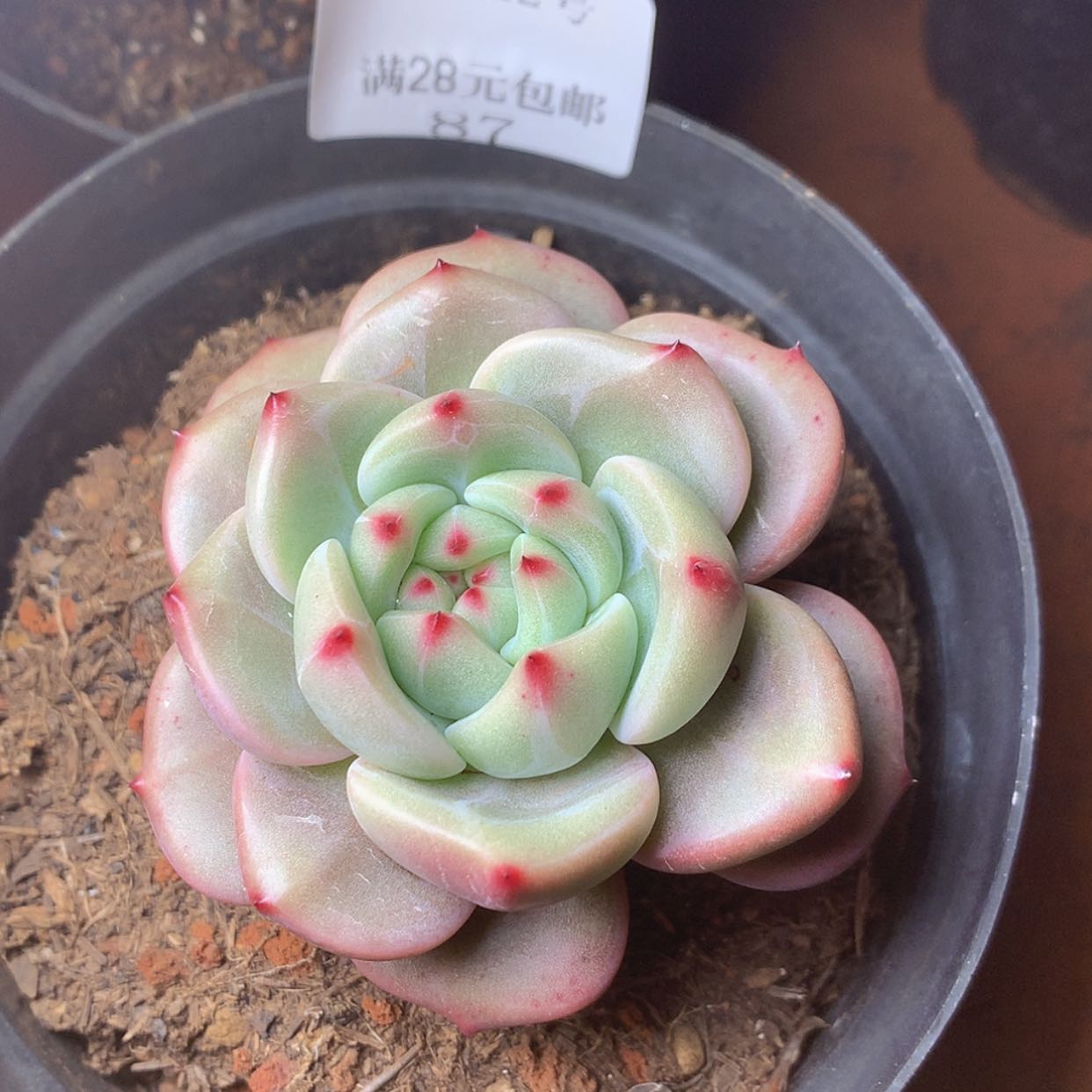 【闪购商品】云87号