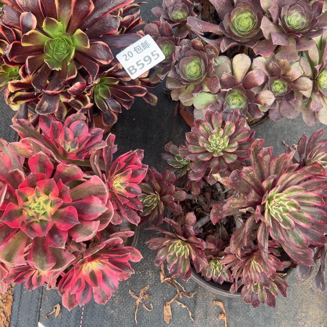 4颗组合，多肉法师