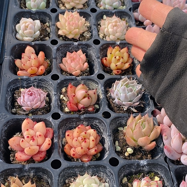 226 多肉植物盆栽花卉植物