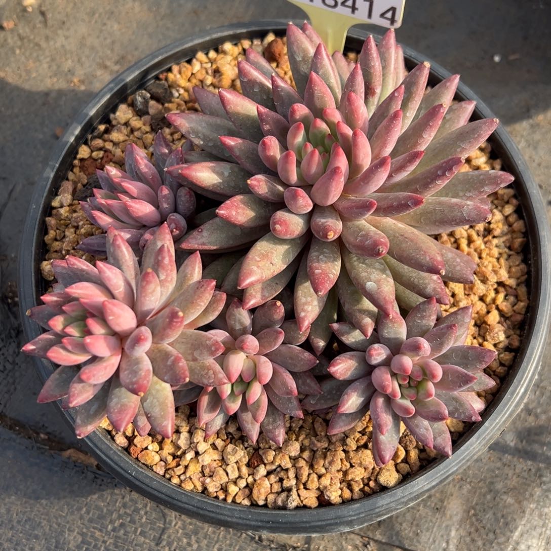 1118414 金鱼姬美人群生